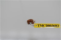 藏品(肉球皺蟹)的圖片